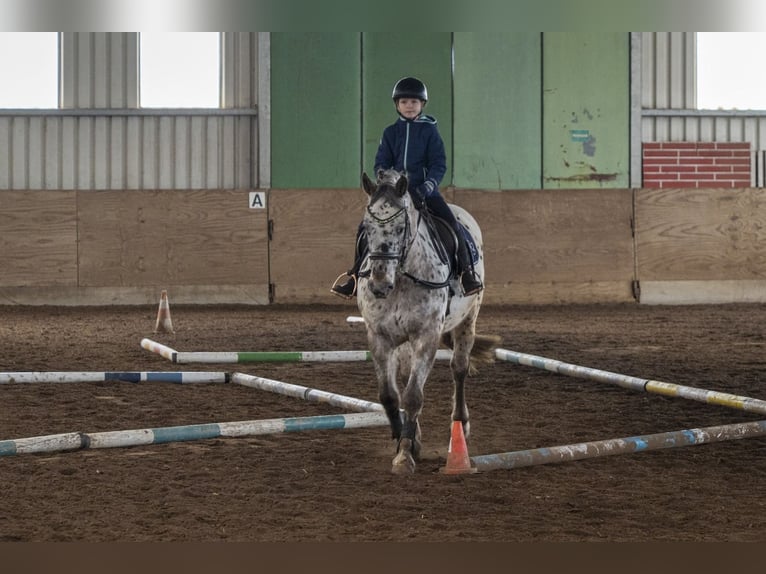 Appaloosa Mix Castrone 16 Anni 160 cm Leopard in Leutenbach