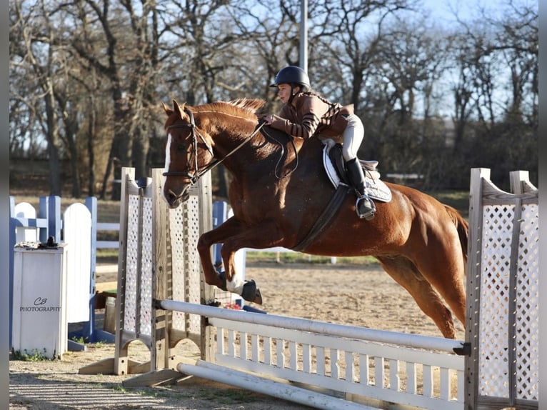 Appaloosa Castrone 16 Anni 173 cm Sauro scuro in Cleburne