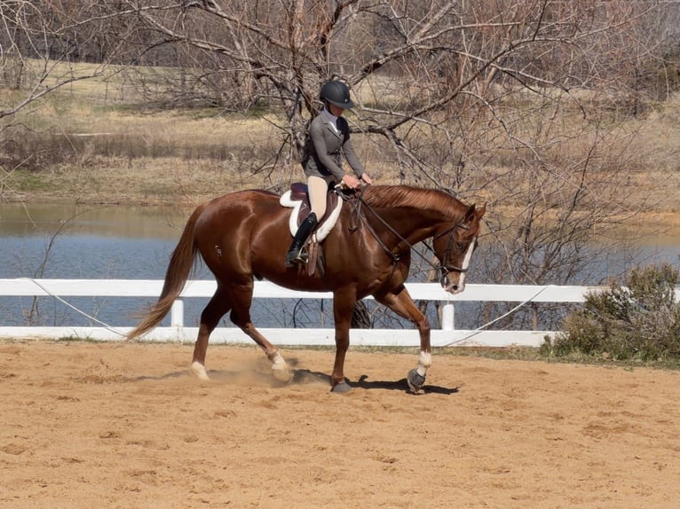 Appaloosa Castrone 16 Anni 173 cm Sauro scuro in Cleburne