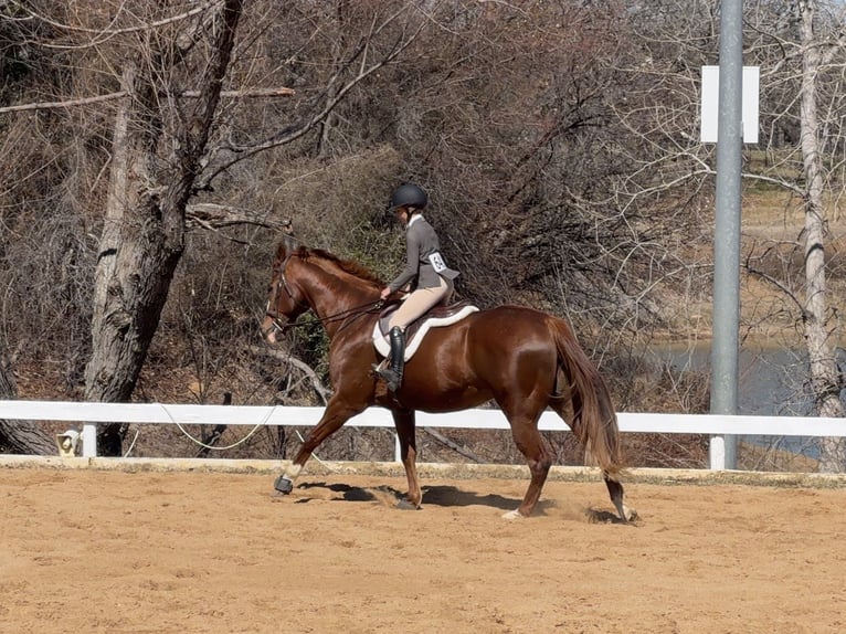 Appaloosa Castrone 16 Anni 173 cm Sauro scuro in Cleburne