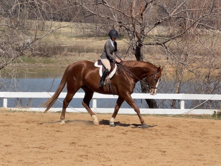Appaloosa Castrone 16 Anni 173 cm Sauro scuro in Cleburne