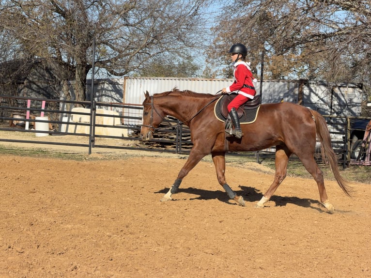 Appaloosa Castrone 16 Anni 173 cm Sauro scuro in Cleburne