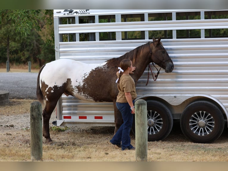 Appaloosa Castrone 16 Anni  in Terrell