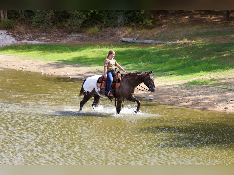 Appaloosa Castrone 16 Anni  in Terrell