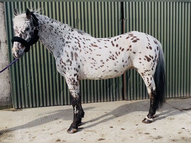 Appaloosa Castrone 17 Anni 165 cm Leopard in Sligo