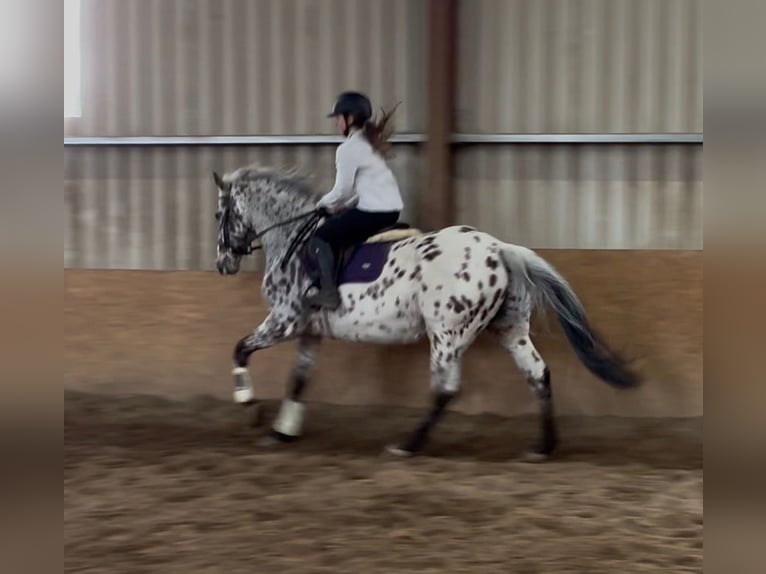 Appaloosa Castrone 17 Anni 165 cm Leopard in Sligo