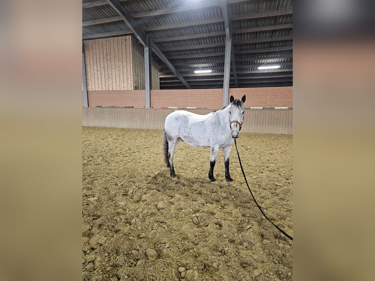 Appaloosa Mix Castrone 18 Anni 150 cm Grigio trotinato in Bergkamen