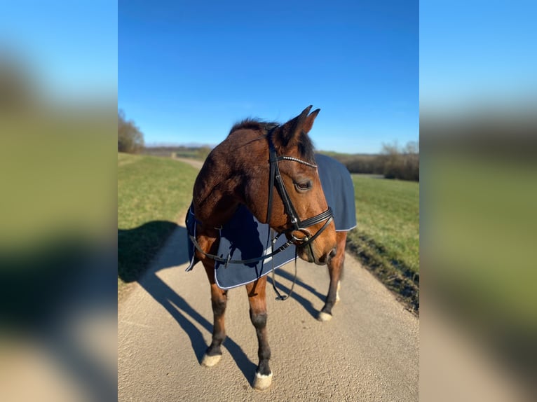 Appaloosa Castrone 18 Anni 155 cm Baio ciliegia in Rehbach