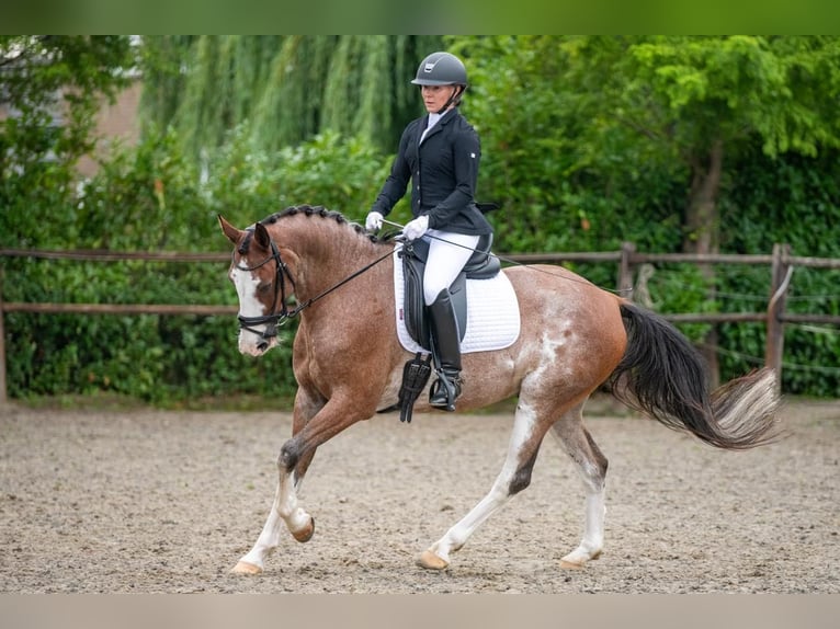 Appaloosa Castrone 18 Anni 160 cm Leopard in Oud Gastel