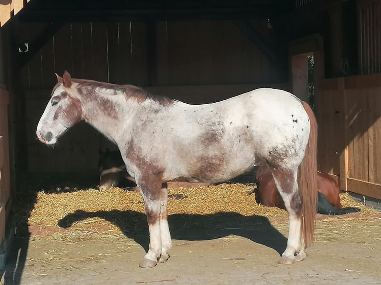 Appaloosa Castrone 19 Anni 155 cm Roano rosso in Viereth-Trunstadt