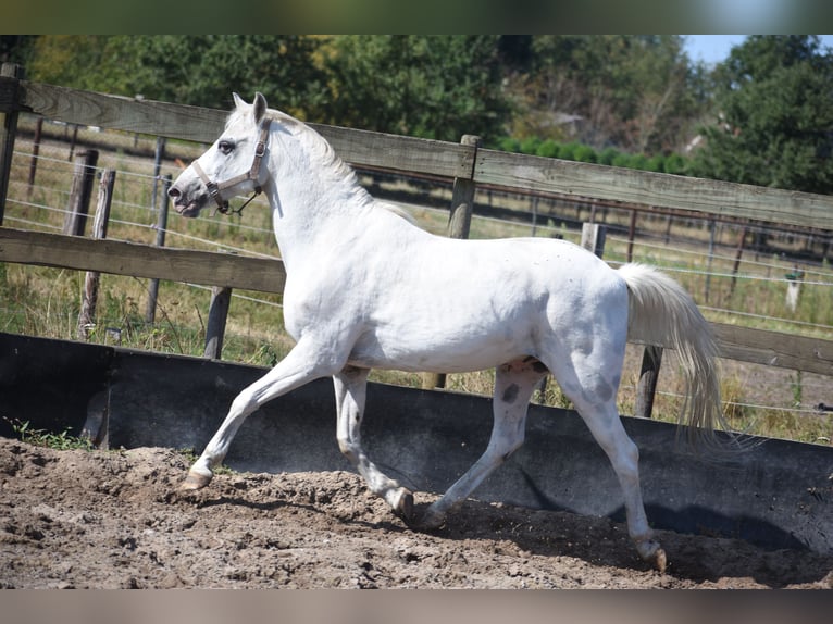 Appaloosa Castrone 19 Anni  in Achtmaal