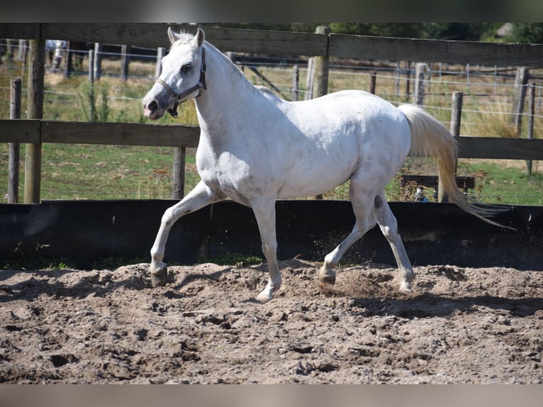 Appaloosa Castrone 19 Anni  in Achtmaal