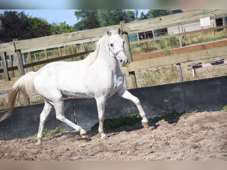 Appaloosa Castrone 19 Anni  in Achtmaal