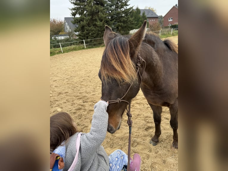 Appaloosa Mix Castrone 1 Anno 146 cm Baio in Geilenkirchen