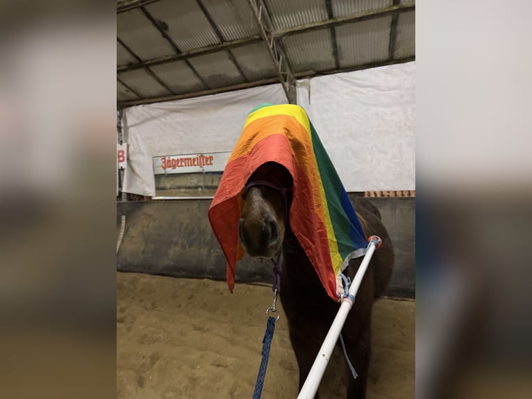 Appaloosa Mix Castrone 1 Anno 146 cm Baio in Geilenkirchen