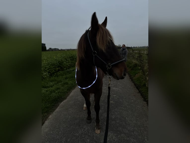 Appaloosa Mix Castrone 1 Anno 146 cm Baio in Geilenkirchen