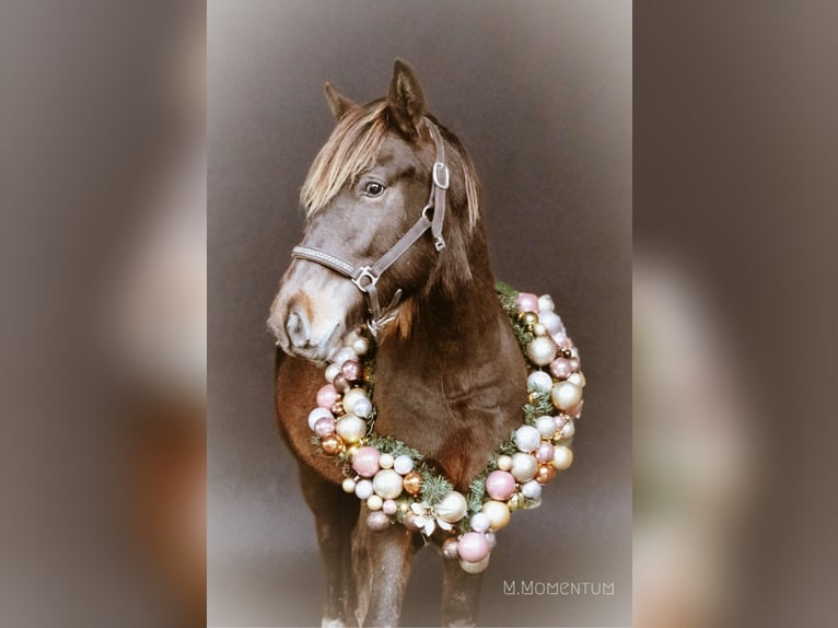 Appaloosa Mix Castrone 1 Anno 146 cm Baio in Geilenkirchen