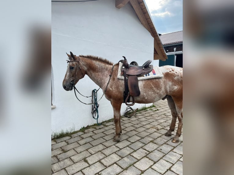 Appaloosa Castrone 20 Anni 150 cm Baio in Perlesreut