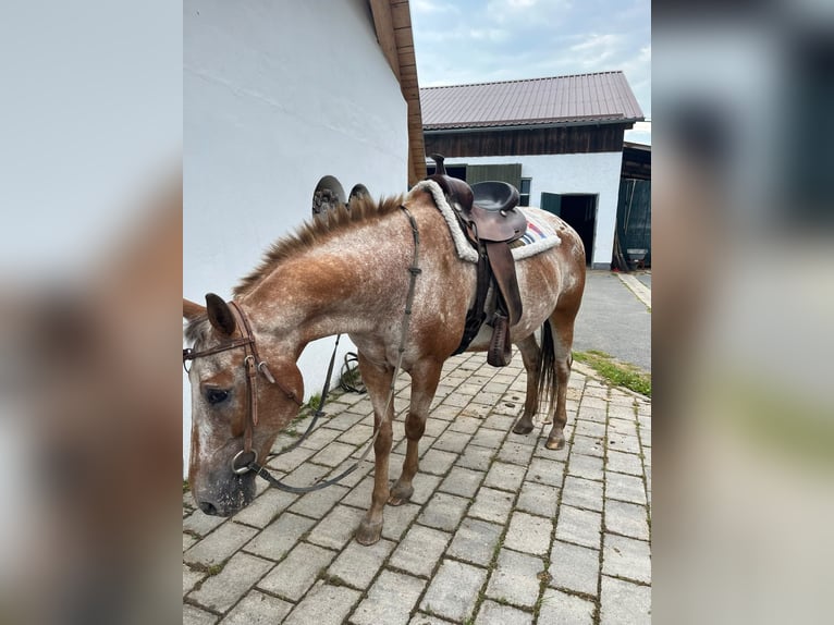 Appaloosa Castrone 20 Anni 150 cm Baio in Perlesreut