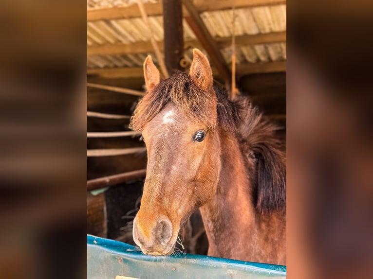 Appaloosa Mix Castrone 2 Anni 146 cm Baio in Geilenkirchen