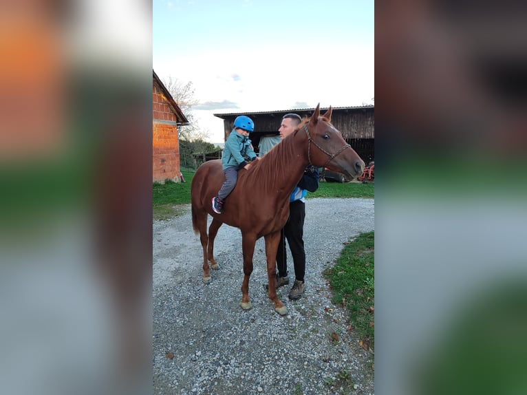 Appaloosa Castrone 2 Anni 147 cm in Sveta ana