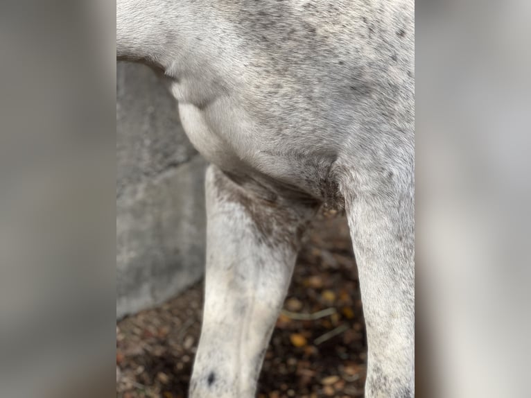 Appaloosa Castrone 2 Anni 149 cm Grigio trotinato in Göppingen