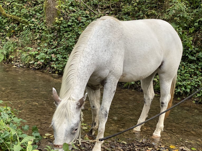 Appaloosa Castrone 2 Anni 149 cm Grigio trotinato in Göppingen