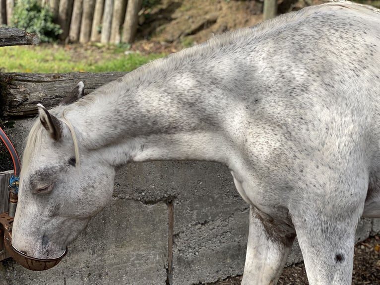 Appaloosa Castrone 2 Anni 149 cm Grigio trotinato in Göppingen