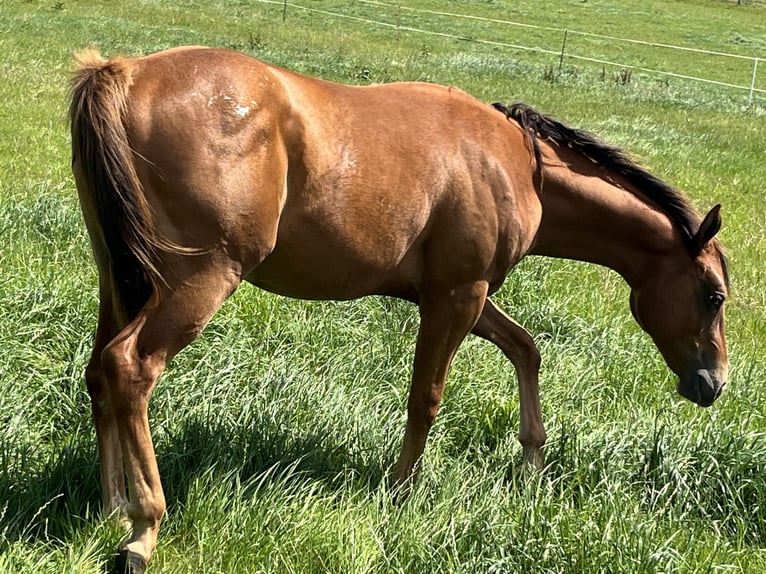 Appaloosa Castrone 2 Anni 150 cm Sauro scuro in Schieder-Schwalenberg