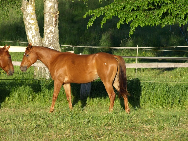 Appaloosa Castrone 2 Anni 150 cm Sauro scuro in Schieder-Schwalenberg