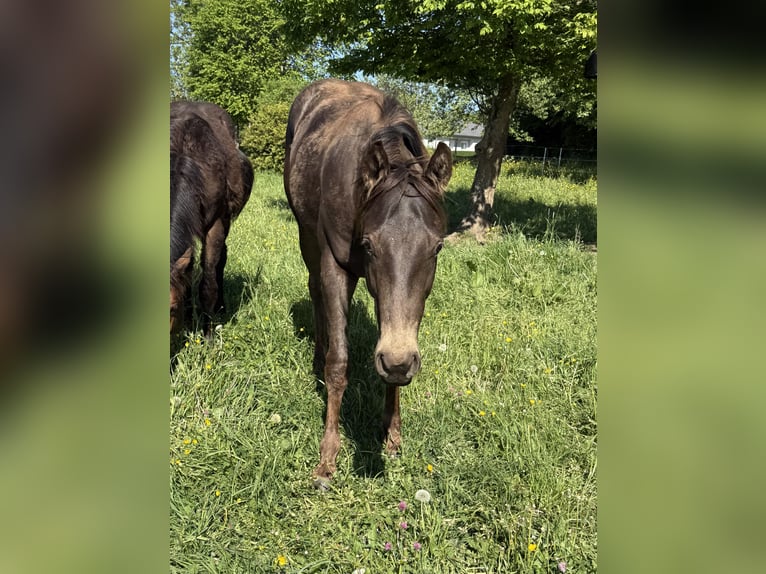 Appaloosa Castrone 2 Anni 154 cm Pelle di daino in Daleiden
