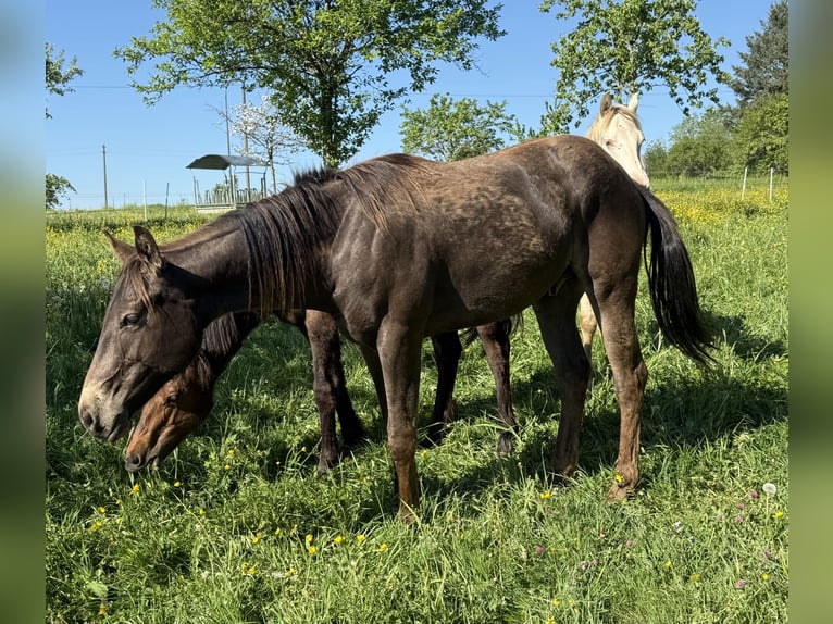 Appaloosa Castrone 2 Anni 154 cm Pelle di daino in Daleiden