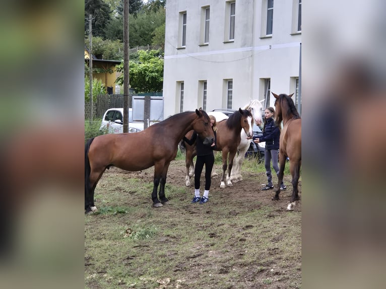 Appaloosa Mix Castrone 2 Anni 155 cm Baio in Mattstedt