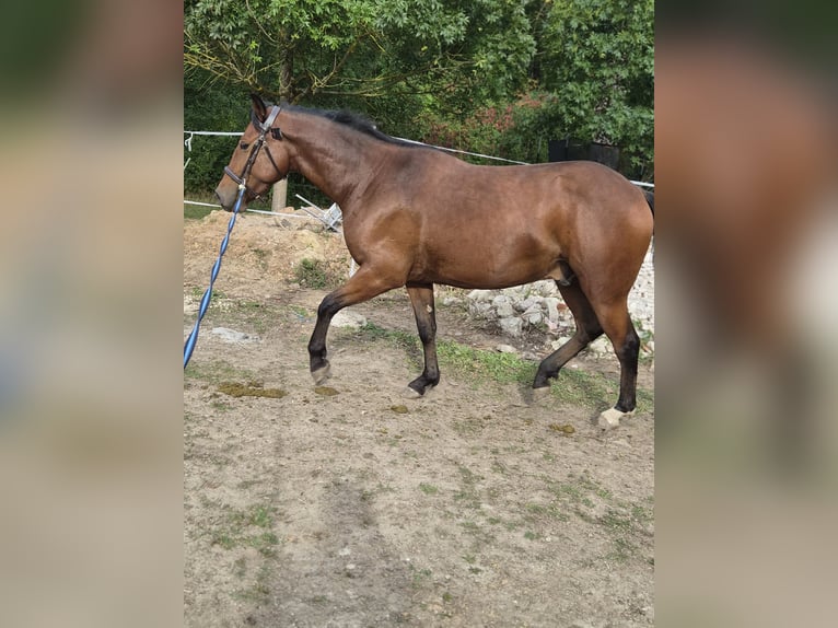 Appaloosa Mix Castrone 2 Anni 155 cm Baio in Mattstedt