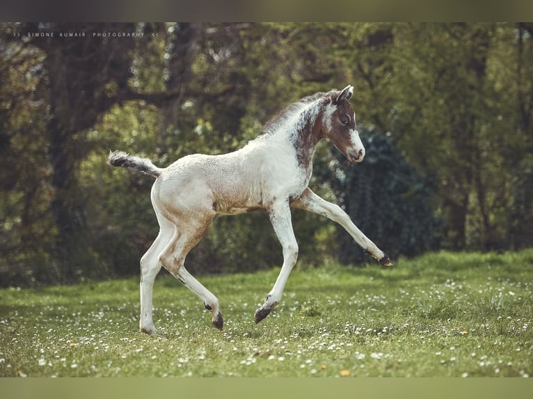 Appaloosa Castrone 2 Anni 155 cm in Stein