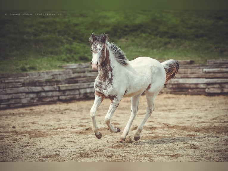 Appaloosa Castrone 2 Anni 155 cm in Stein