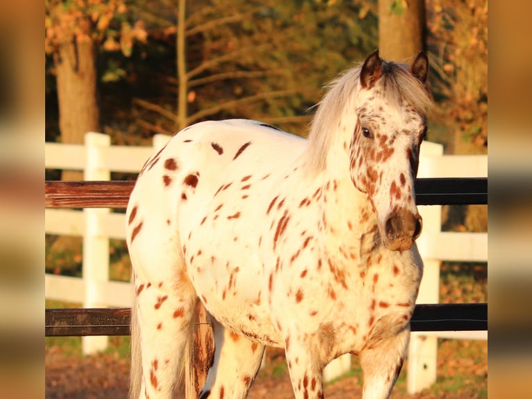 Appaloosa Mix Castrone 3 Anni 148 cm Leopard in Oberhausen