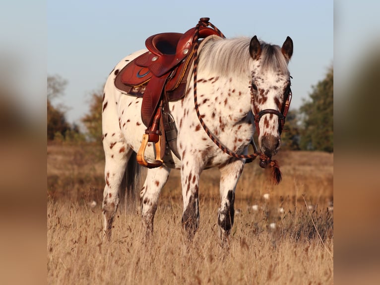 Appaloosa Mix Castrone 3 Anni 148 cm Leopard in Oberhausen