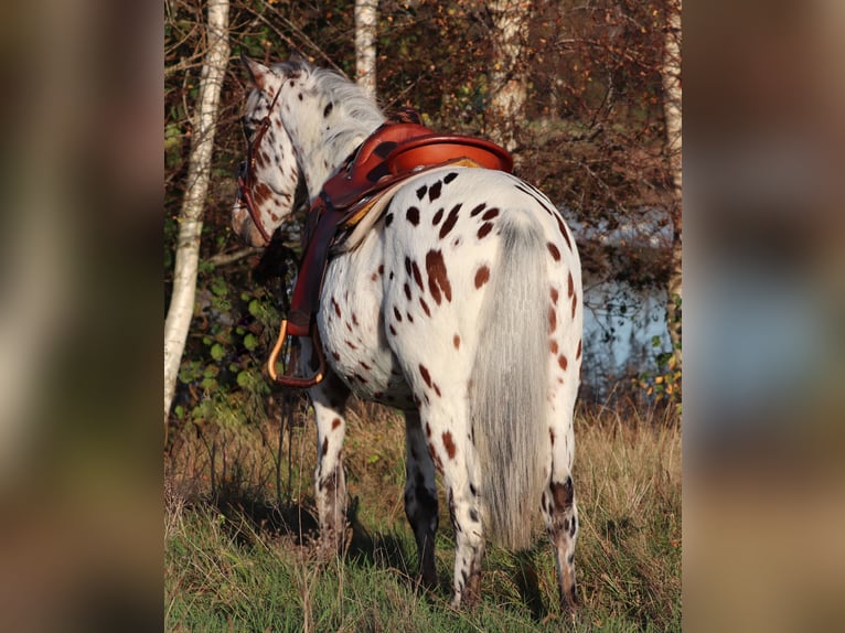 Appaloosa Mix Castrone 3 Anni 148 cm Leopard in Oberhausen