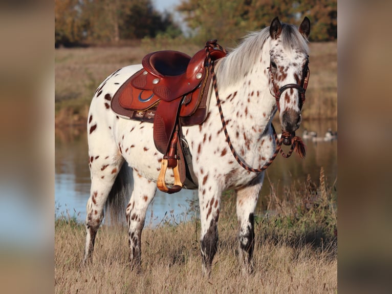 Appaloosa Mix Castrone 3 Anni 148 cm Leopard in Oberhausen