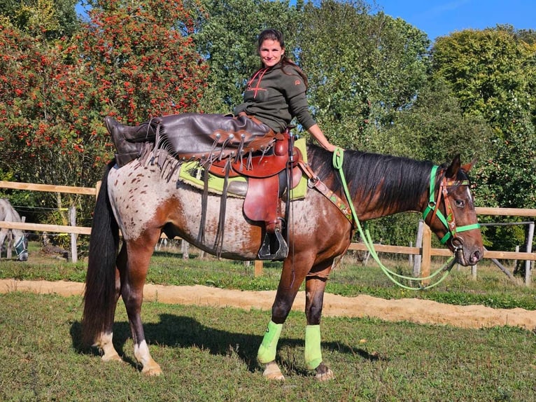 Appaloosa Castrone 3 Anni 150 cm Leopard in Linkenbach