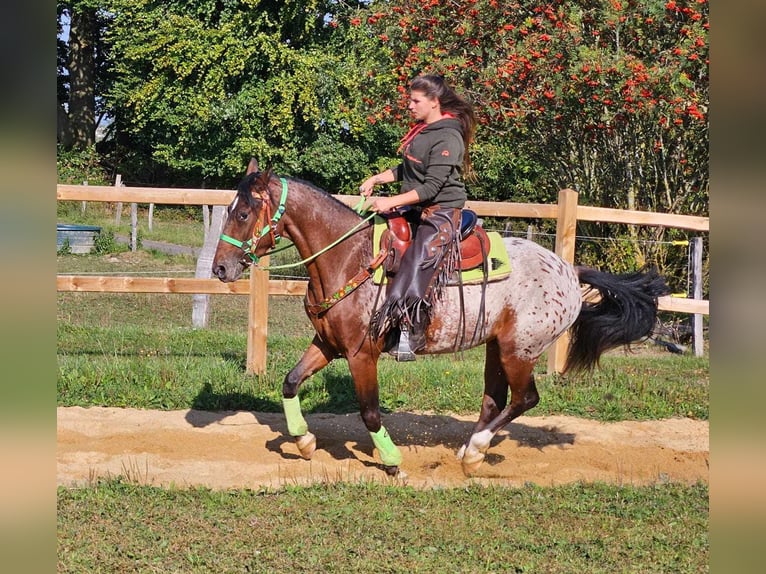 Appaloosa Castrone 3 Anni 150 cm Leopard in Linkenbach