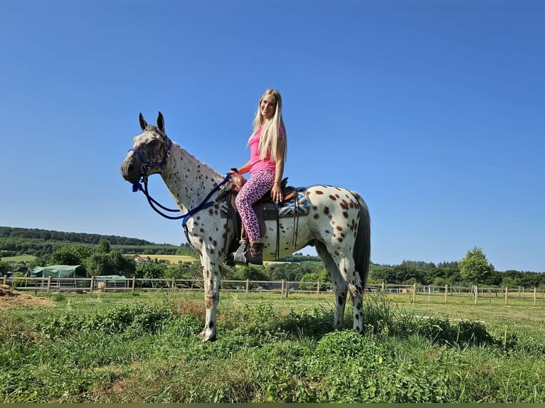 Appaloosa Castrone 3 Anni 150 cm Leopard in Linkenbach