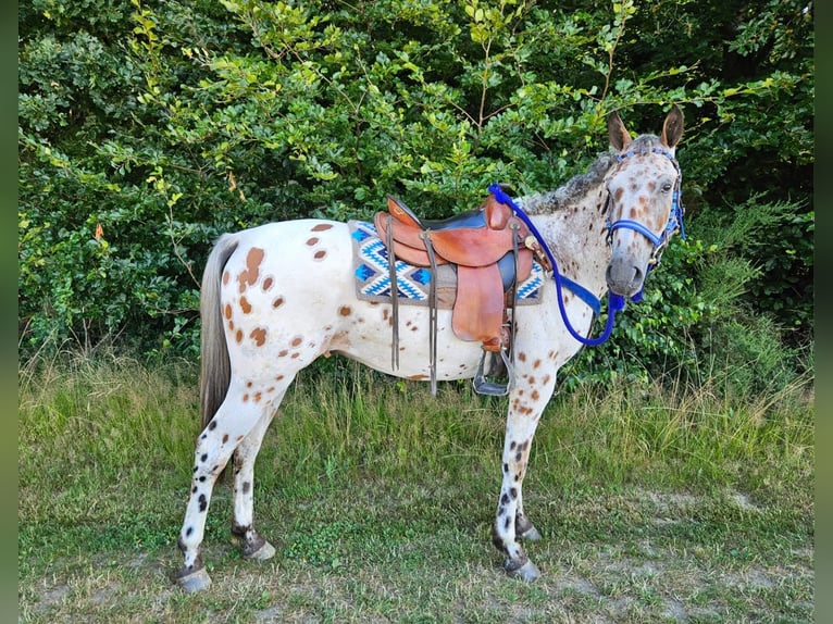 Appaloosa Castrone 3 Anni 150 cm Leopard in Linkenbach