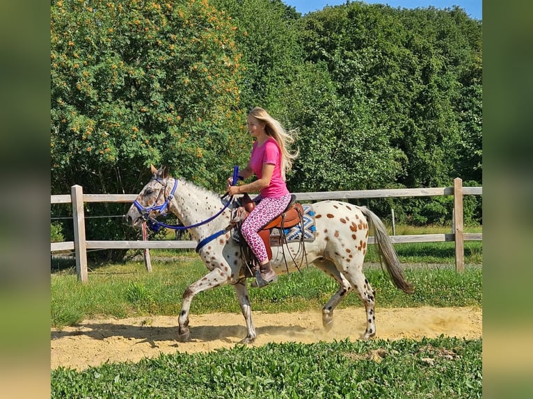 Appaloosa Castrone 3 Anni 150 cm Leopard in Linkenbach