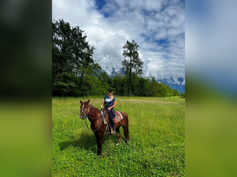 Appaloosa Castrone 3 Anni 150 cm Roano rosso in Samolaco