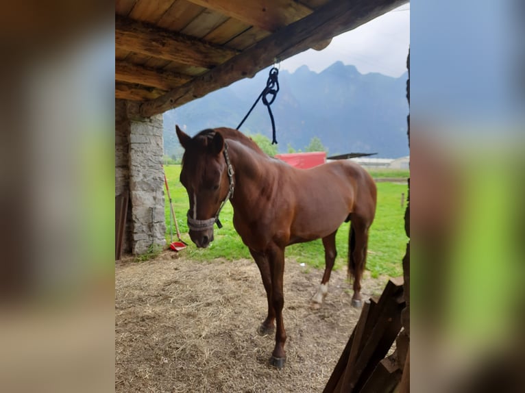 Appaloosa Castrone 3 Anni 150 cm Roano rosso in Samolaco