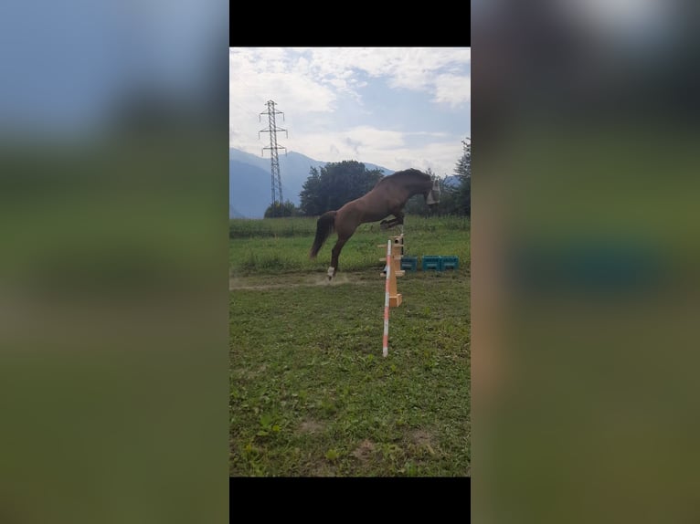 Appaloosa Castrone 3 Anni 150 cm Roano rosso in Samolaco