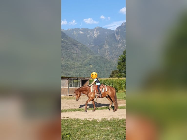 Appaloosa Castrone 3 Anni 150 cm Roano rosso in Samolaco