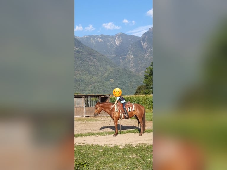 Appaloosa Castrone 3 Anni 150 cm Roano rosso in Samolaco